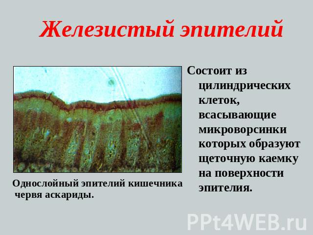 Железистый эпителий Состоит из цилиндрических клеток, всасывающие микроворсинки которых образуют щеточную каемку на поверхности эпителия.Однослойный эпителий кишечника червя аскариды.
