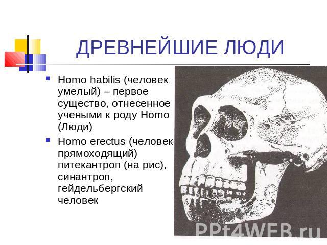 ДРЕВНЕЙШИЕ ЛЮДИ Homo habilis (человек умелый) – первое существо, отнесенное учеными к роду Homo (Люди)Homo erectus (человек прямоходящий) питекантроп (на рис), синантроп, гейдельбергский человек