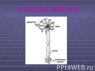 СТРОЕНИЕ НЕЙРОНА