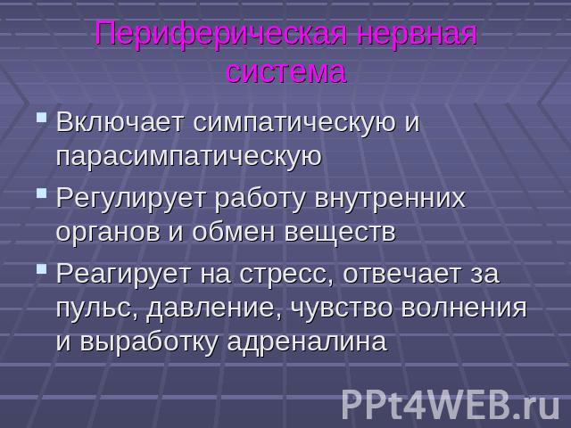 Периферическая нервная система Включает симпатическую и парасимпатическуюРегулирует работу внутренних органов и обмен веществРеагирует на стресс, отвечает за пульс, давление, чувство волнения и выработку адреналина