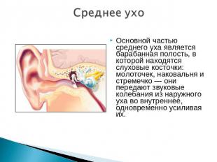 Среднее ухо Основной частью среднего уха является барабанная полость, в которой