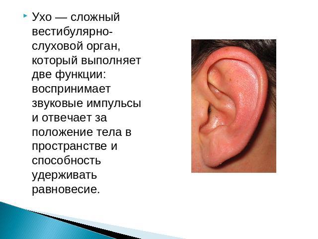 Ухо — сложный вестибулярно-слуховой орган, который выполняет две функции: воспринимает звуковые импульсы и отвечает за положение тела в пространстве и способность удерживать равновесие.