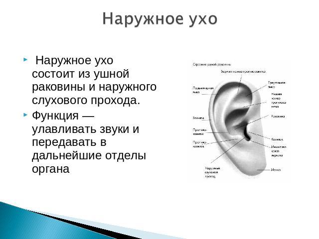Наружное ухо Наружное ухо состоит из ушной раковины и наружного слухового прохода.Функция — улавливать звуки и передавать в дальнейшие отделы органа