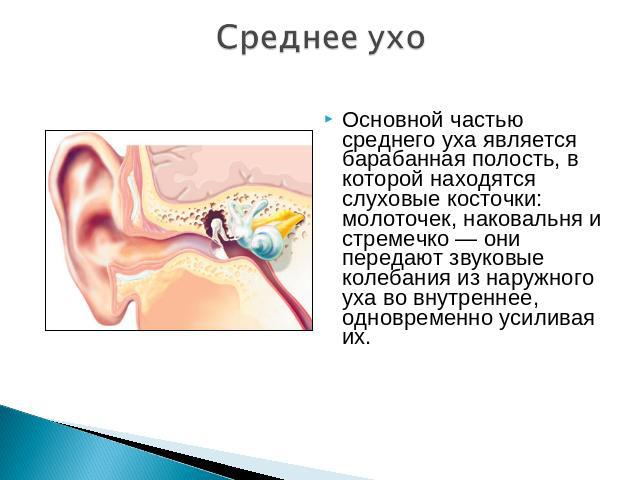 Среднее ухо Основной частью среднего уха является барабанная полость, в которой находятся слуховые косточки: молоточек, наковальня и стремечко — они передают звуковые колебания из наружного уха во внутреннее, одновременно усиливая их.