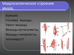 Макроскопическое строение мышц БрюшкоГоловка мышцы,Хвост мышцы, Мышцы-антагонист