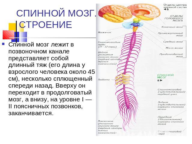 СПИННОЙ МОЗГ. СТРОЕНИЕ Спинной мозг лежит в позвоночном канале представляет собой длинный тяж (его длина у взрослого человека около 45 см), несколько сплющенный спереди назад. Вверху он переходит в продолговатый мозг, а внизу, на уровне I — II поясн…