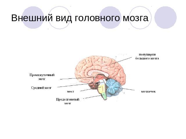 Внешний вид головного мозга