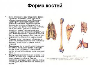 Форма костей Кости отличаются друг от друга по форме и строению. Выделяют кости