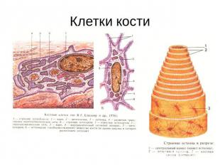 Клетки кости