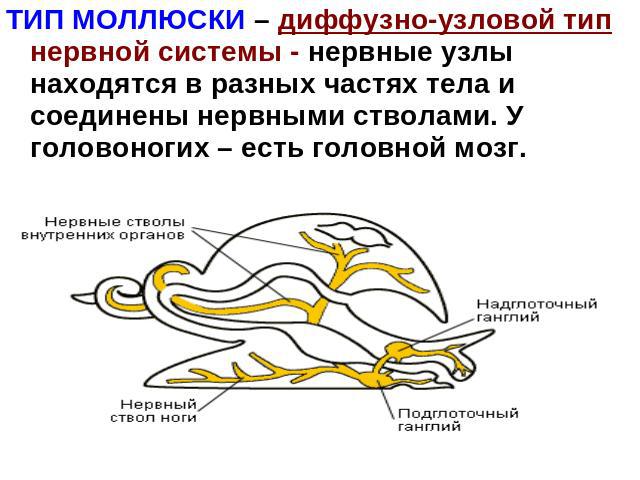 ТИП МОЛЛЮСКИ – диффузно-узловой тип нервной системы - нервные узлы находятся в разных частях тела и соединены нервными стволами. У головоногих – есть головной мозг.