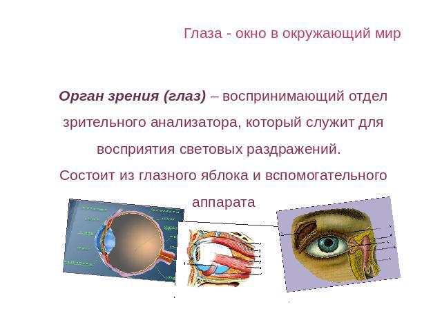 Глаза - окно в окружающий мир Орган зрения (глаз) – воспринимающий отдел зрительного анализатора, который служит для восприятия световых раздражений. Состоит из глазного яблока и вспомогательного аппарата