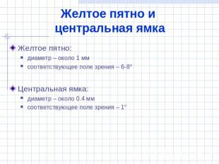 Желтое пятно и центральная ямка Желтое пятно:диаметр – около 1 ммсоответствующее