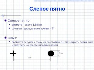 Слепое пятно Слепое пятно:диаметр – около 1,88 ммсоответствующее поле зрения – 6