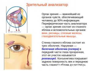 Зрительный анализаторОрган зрения — важнейший из органов чувств, обеспечивающий