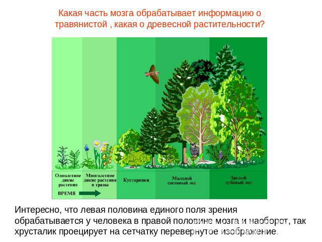 Какая часть мозга обрабатывает информацию о травянистой , какая о древесной растительности? Интересно, что левая половина единого поля зрения обрабатывается у человека в правой половине мозга и наоборот, так хрусталик проецирует на сетчатку переверн…