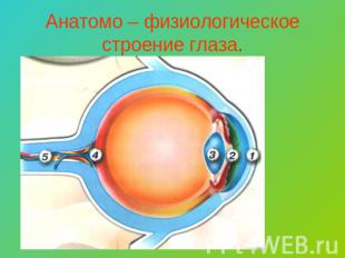 Анатомо – физиологическое строение глаза.