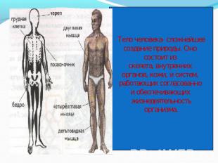 Тело человека- сложнейшеесоздание природы. Оно состоит из скелета, внутренних ор