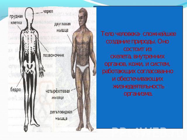 Тело человека- сложнейшеесоздание природы. Оно состоит из скелета, внутренних органов, кожи, и систем, работающих согласованно и обеспечивающих жизнедеятельностьорганизма.