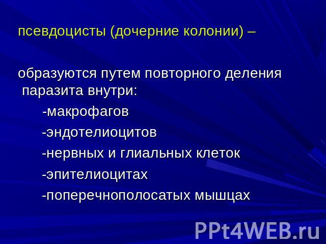 псевдоцисты (дочерние колонии) – образуются путем повторного деления паразита внутри: -макрофагов -эндотелиоцитов -нервных и глиальных клеток -эпителиоцитах -поперечнополосатых мышцах