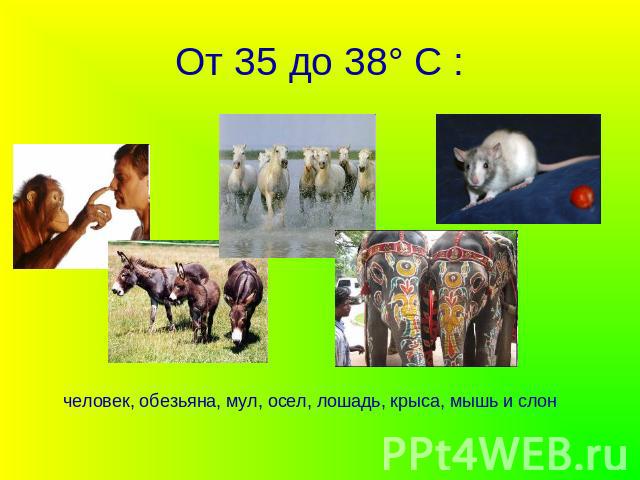 От 35 до 38° С : человек, обезьяна, мул, осел, лошадь, крыса, мышь и слон