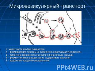 Микровезикулярный транспорт 1- захват частиц путем пиноцитоза2 – формирование ли