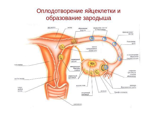 Оплодотворение яйцеклетки и образование зародыша