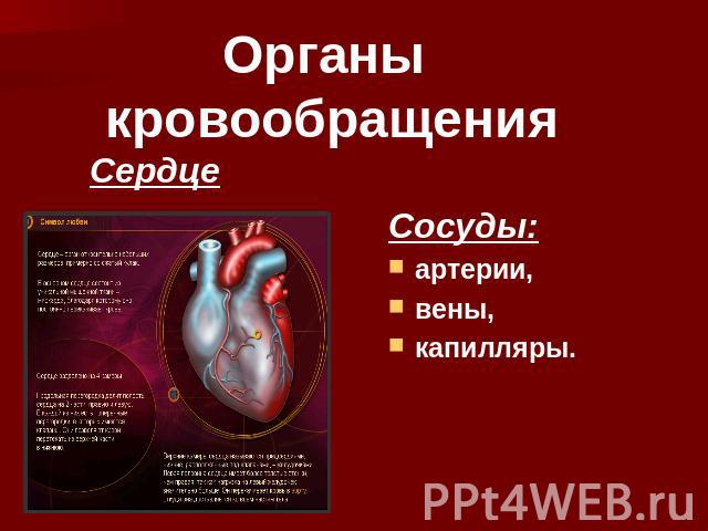 Органы кровообращения Сосуды:артерии,вены,капилляры.