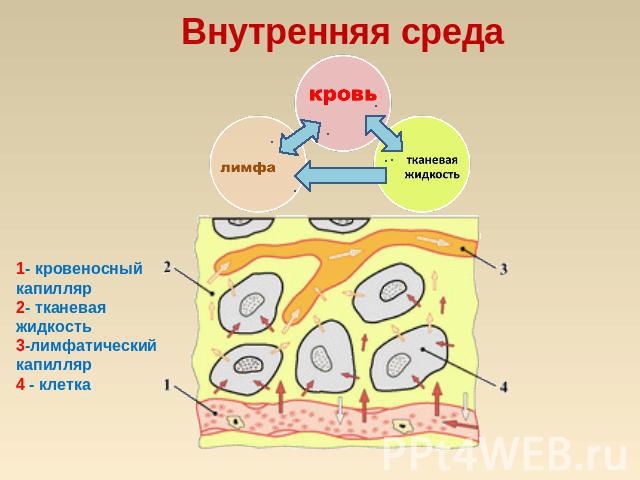 Внутренняя среда 1- кровеносный капилляр2- тканевая жидкость3-лимфатический капилляр4 - клетка