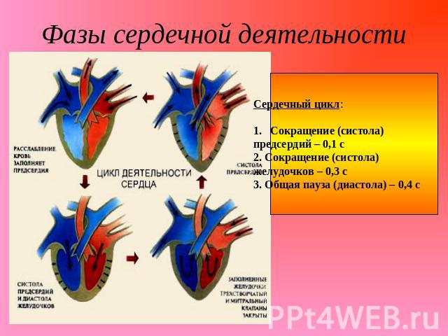 Фазы сердечной деятельности Сердечный цикл:Сокращение (систола)предсердий – 0,1 с2. Сокращение (систола) желудочков – 0,3 с3. Общая пауза (диастола) – 0,4 с