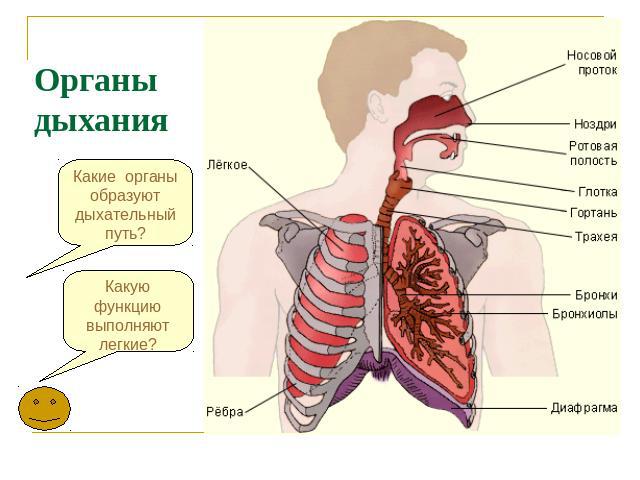 Органы дыхания Какие органы образуют дыхательный путь?Какую функцию выполняют легкие?