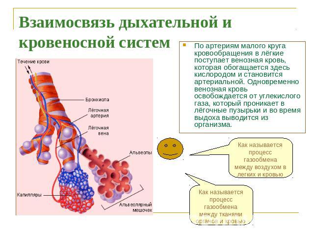 Взаимосвязь дыхательной и кровеносной систем По артериям малого круга кровообращения в лёгкие поступает венозная кровь, которая обогащается здесь кислородом и становится артериальной. Одновременно венозная кровь освобождается от углекислого газа, ко…