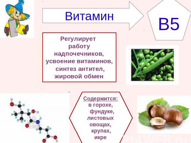 ВитаминB5Регулирует работу надпочечников,усвоение витаминов, синтез антител,жировой обменСодержится:в горохе, фундуке,листовых овощах, крупах,икре