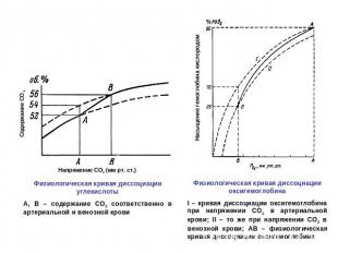 Физиологическая кривая диссоциации углекислотыА, В – содержание СО2 соответствен