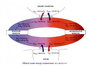 Обмен газов между альвеолами и клетками