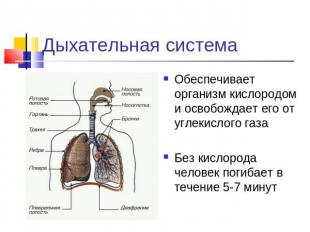 Дыхательная система Обеспечивает организм кислородом и освобождает его от углеки