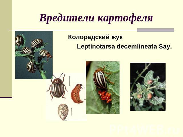 Вредители картофеля Колорадский жук Leptinotarsa decemlineata Say.