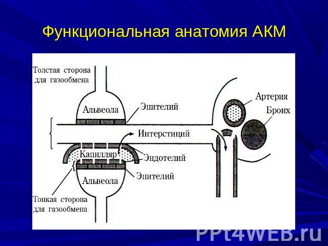 Функциональная анатомия АКМ