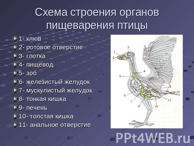 Схема строения органов пищеварения птицы 1- клюв2- ротовое отверстие3- глотка4- пищевод5- зоб6- железистый желудок7- мускулистый желудок8- тонкая кишка9- печень10- толстая кишка11- анальное отверстие