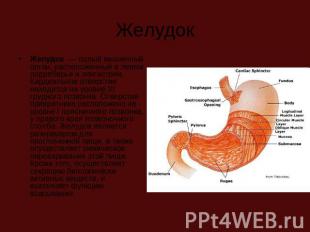 Желудок Желудок  — полый мышечный орган, расположенный в левом подреберье и эпиг
