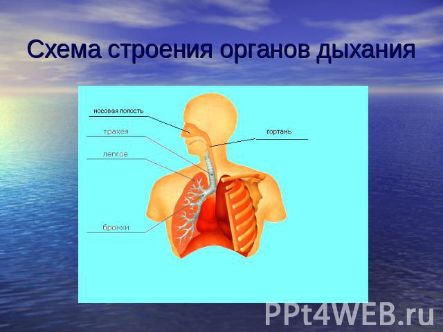 Схема строения органов дыхания