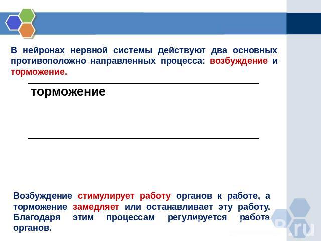 В нейронах нервной системы действуют два основных противоположно направленных процесса: возбуждение и торможение. Возбуждение стимулирует работу органов к работе, а торможение замедляет или останавливает эту работу. Благодаря этим процессам регулиру…