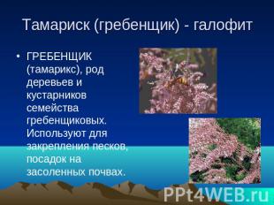 Тамариск (гребенщик) - галофит ГРЕБЕНЩИК (тамарикс), род деревьев и кустарников