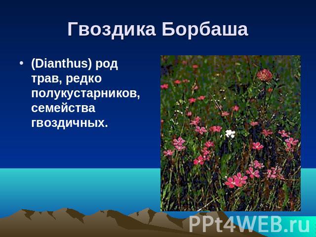 Гвоздика Борбаша (Dianthus) род трав, редко полукустарников, семейства гвоздичных.