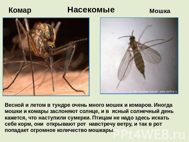 Комар Насекомые Мошка Весной и летом в тундре очень много мошек и комаров. Иногда мошки и комары заслоняют солнце, и в ясный солнечный день кажется, что наступили сумерки. Птицам не надо здесь искать себе корм, они открывают рот навстречу ветру, и т…