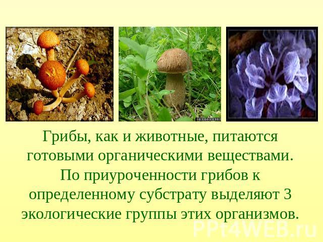 Грибы, как и животные, питаются готовыми органическими веществами. По приуроченности грибов к определенному субстрату выделяют 3 экологические группы этих организмов.