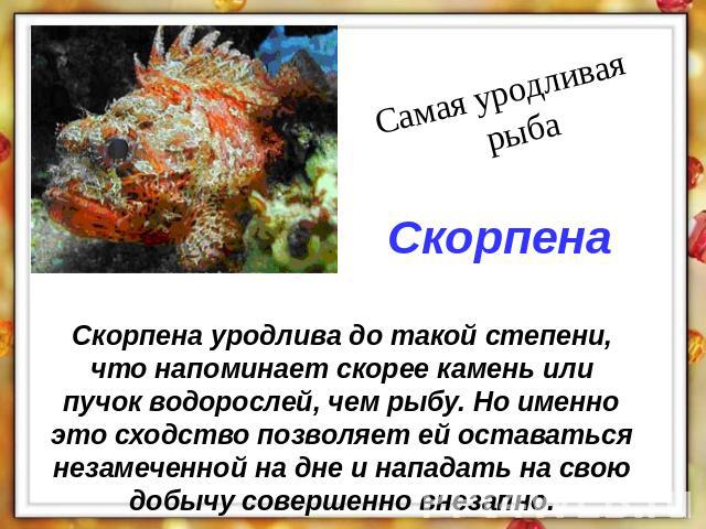 Самая уродливая рыба Скорпена Скорпена уродлива до такой степени, что напоминает скорее камень или пучок водорослей, чем рыбу. Но именно это сходство позволяет ей оставаться незамеченной на дне и нападать на свою добычу совершенно внезапно.