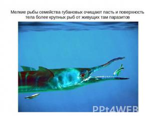 Мелкие рыбы семейства губановых очищают пасть и поверхность тела более крупных р