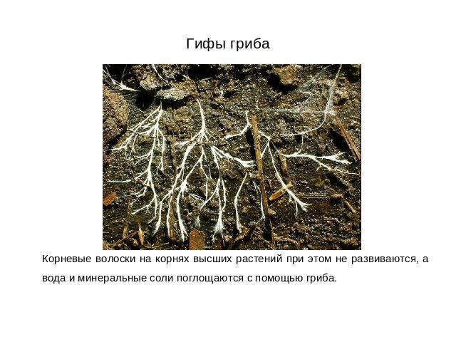 Гифы гриба Корневые волоски на корнях высших растений при этом не развиваются, а вода и минеральные соли поглощаются с помощью гриба.