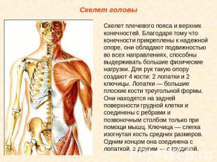 Скелет головы Скелет плечевого пояса и верхних конечностей. Благодаря тому что к