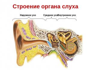 Строение органа слуха